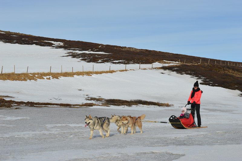 Dog sledding (10).JPG